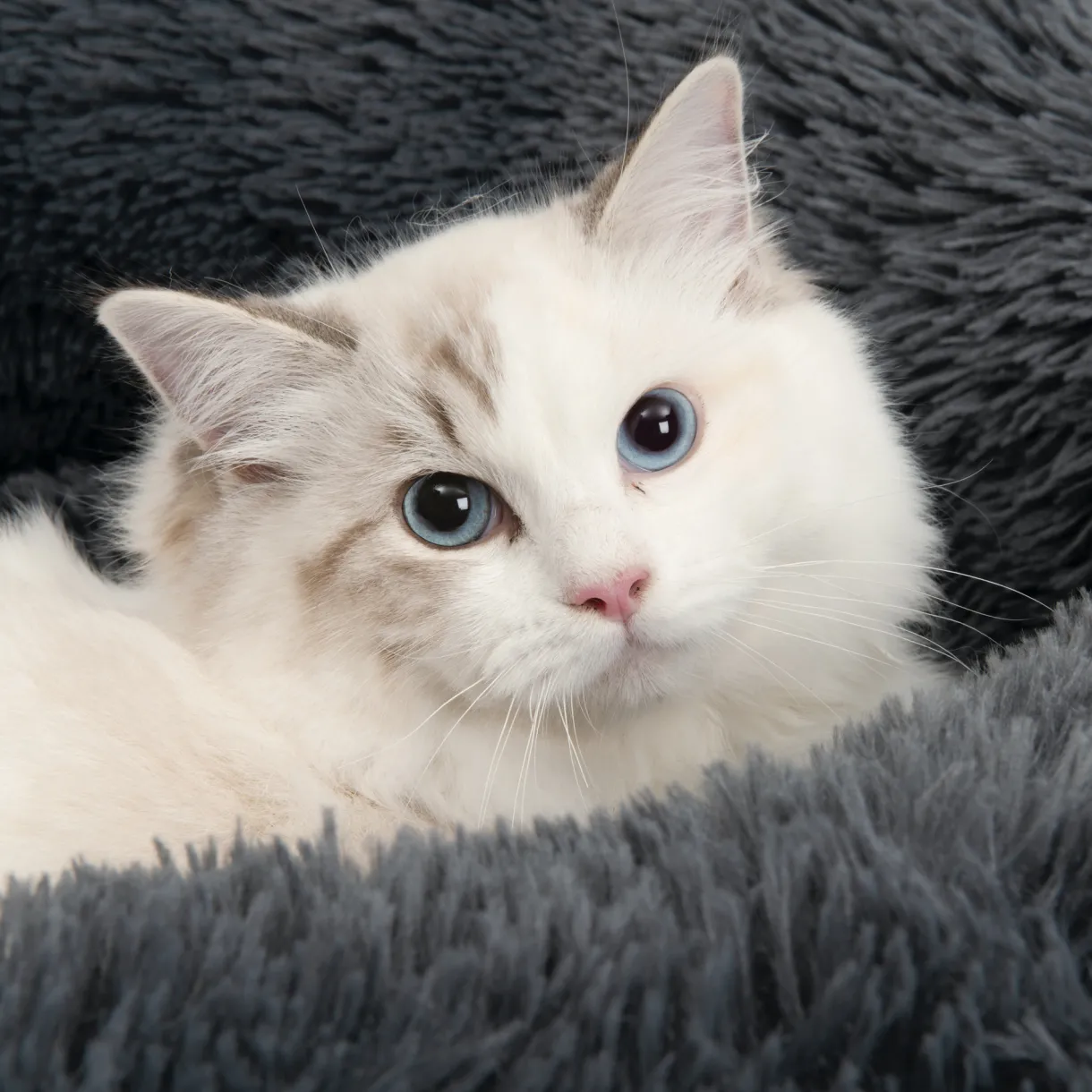 Catit Fluffy Bed Dark Grey 20"