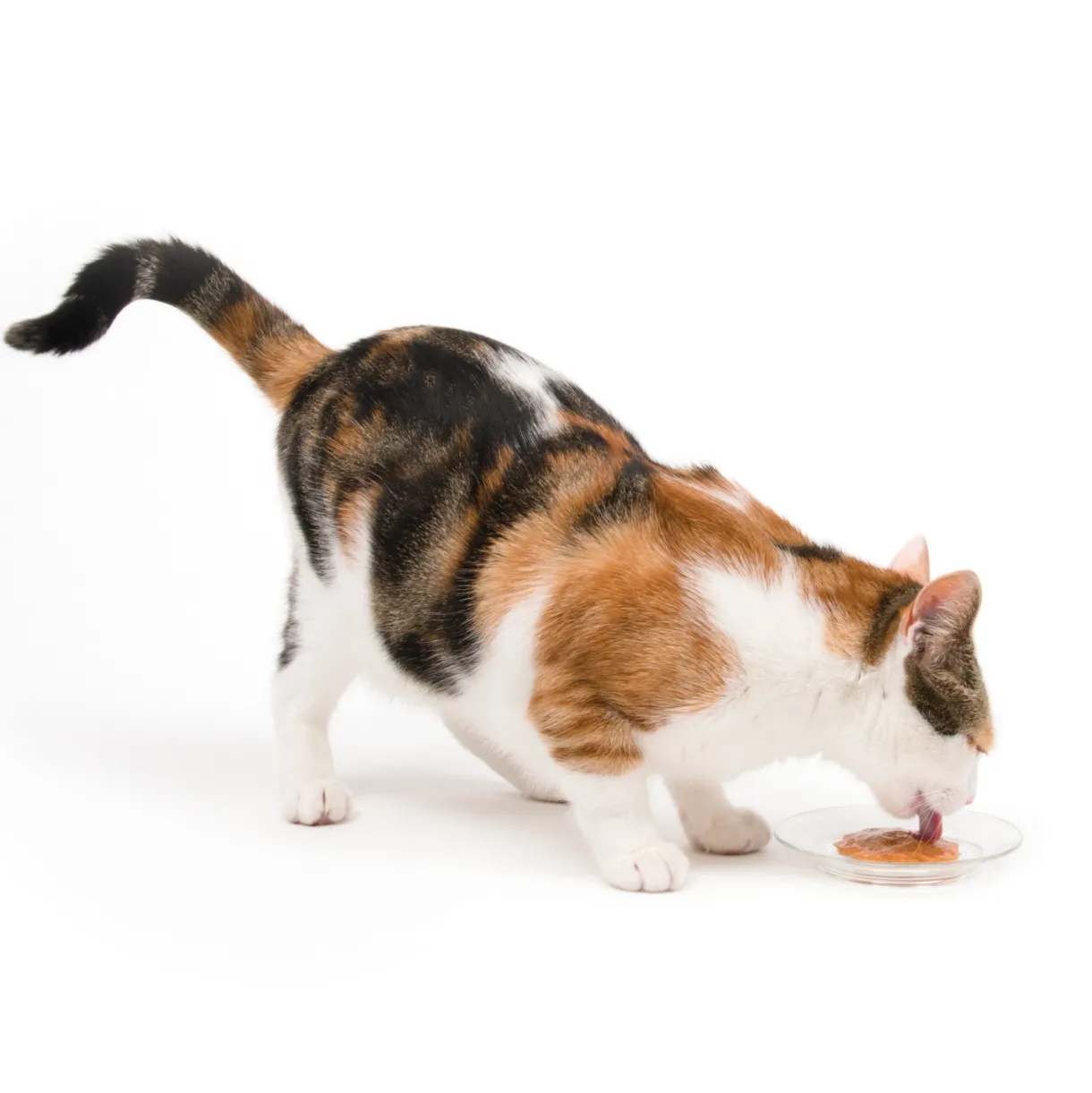 Creamy Lickable Cat Treat Tuna 5 Pack