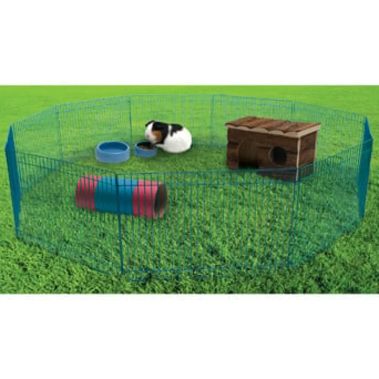 Critter Playtime