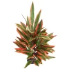 Dragon Marsh Lily Aquarium Plant