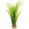 Japonica Green 12" Aquarium Plant