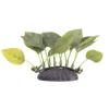 Marina EcoScaper Anubias Nana 10cm